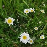 Leucanthemum ircutianum Квітка