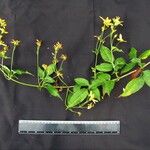 Bidens reptans Egyéb