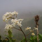 Epidendrum patens Floare