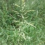 Puccinellia distans Blomst