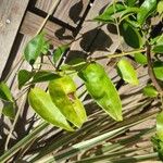 Jasminum laurifolium Blad