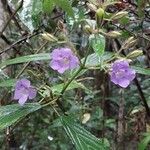 Mimulopsis glandulosa Flor