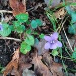 Viola pyrenaica Altres