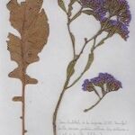 Limonium brassicifolium Други