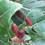 Viburnum rugosum ഫലം