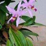 Laelia anceps Leaf