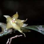 Octomeria grandiflora Blodyn