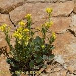 Barbarea rupicola Hábito