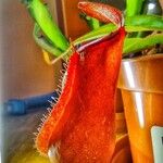 Nepenthes alata Outro