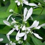 Chamaesyce hypericifolia Други