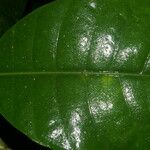 Ficus tonduzii Frunză