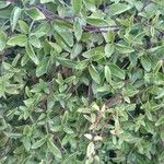Clematis cirrhosa 葉