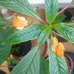Impatiens auricoma Blomst