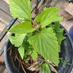 Ageratina adenophora Levél