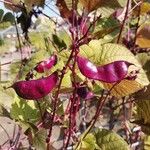 Lablab purpureus Fruit