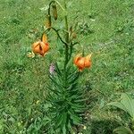 Lilium carniolicum Bloem