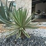 Agave vivipara Folio