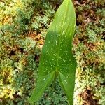 Zantedeschia albomaculataFolio