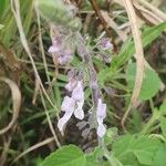 Orthosiphon rubicundus Blomst
