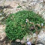 Limonium minutum Fiore