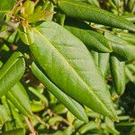 Lonicera acuminata Leaf