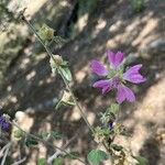 Malva unguiculata Kvet