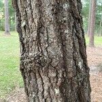 Quercus falcata Bark