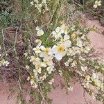 Purshia stansburiana Квітка