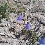 Campanula cochleariifolia പുഷ്പം