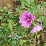 Malva neglecta Flower