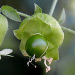Silene baccifera Fruto