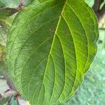 Cornus rugosa Blatt