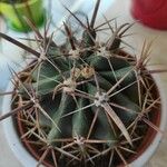 Ferocactus latispinus Лист