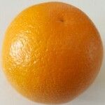 Citrus sinensis その他の提案