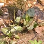 Plantago cordata आदत