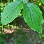 Cornus masList