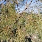 Casuarina equisetifoliaLeht