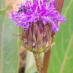 Linzia gerberiformis Flor
