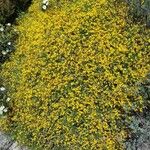 Genista desoleana 花