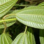 Miconia lacera Leaf