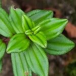 Monochaetum vulcanicum Leaf