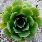 Aeonium spathulatum Levél