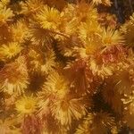 Chrysanthemum morifolium Цвят