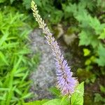 Veronicastrum sibiricum Kukka