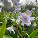 Iris japonica Floare