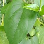 Thunbergia fragrans برگ