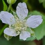 Rubus echinatus 花