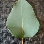 Eucalyptus polyanthemos Lehti