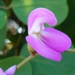 Canavalia rosea Flower