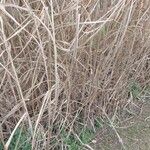 Miscanthus × longiberbis Corteccia